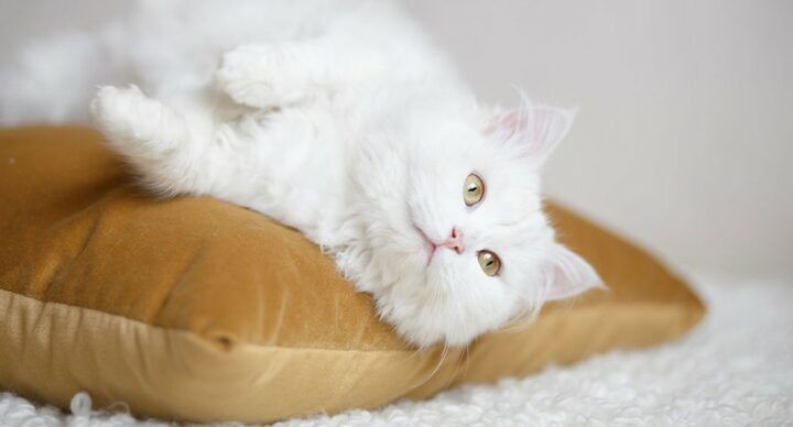 trots blubberbuik cellulitis moeder