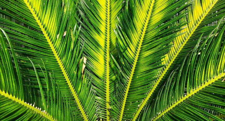 moeder vreemd op vakantie Costa Rica