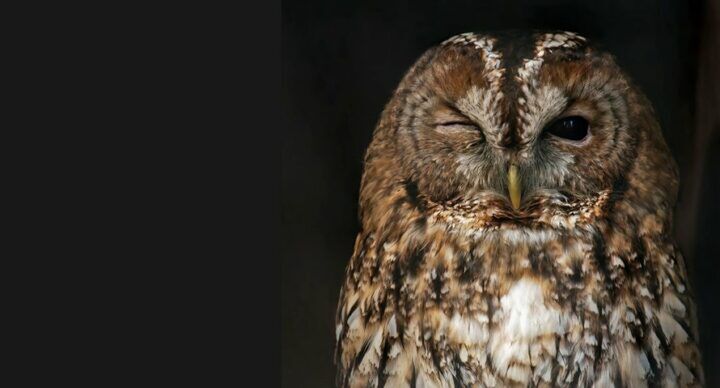 wild spotten met kinderen kerstvakantie 2020