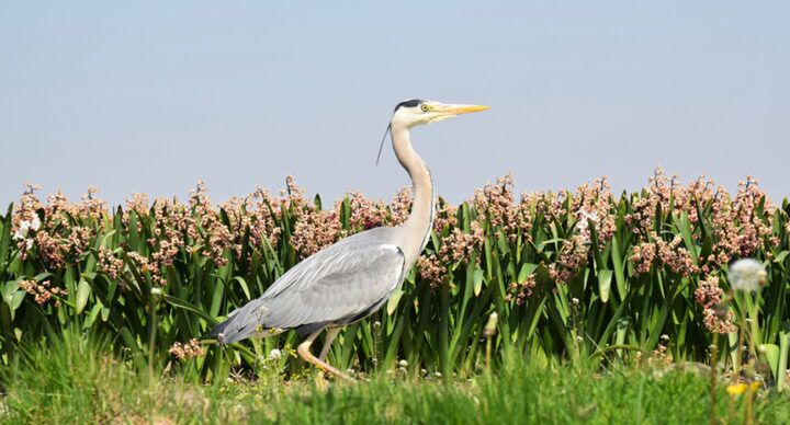 van stad naar platteland verhuizen