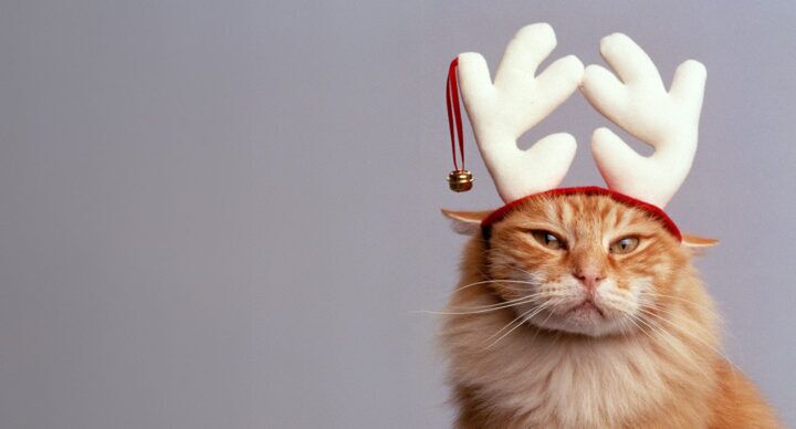 kerst kat rendier