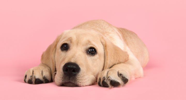 Illustratie bij: De kids willen een hond of kat, maar jij bent allergisch… Wat nu?