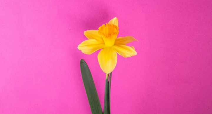 bloem narcis hooikoorts