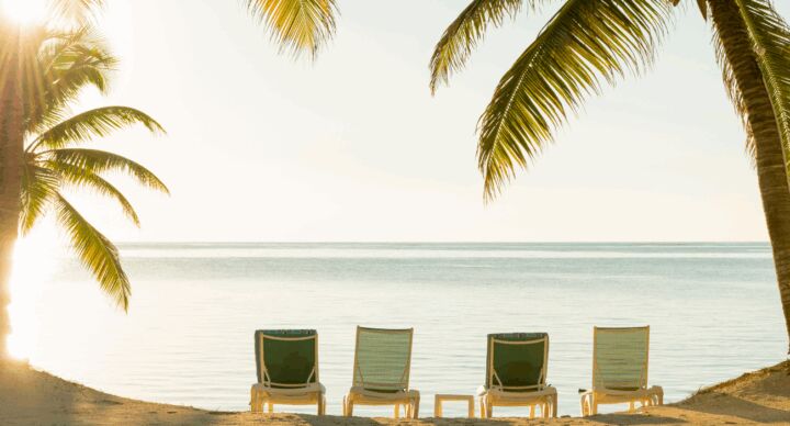 vakantie palmboom zon