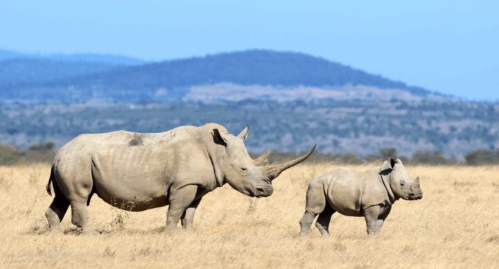 neushoorn