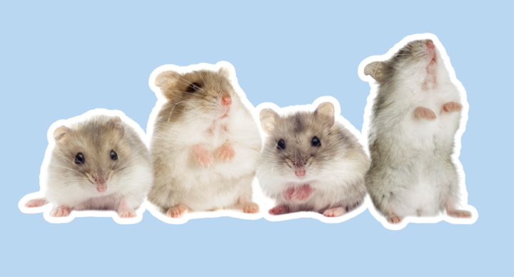 hamster begrafenis
