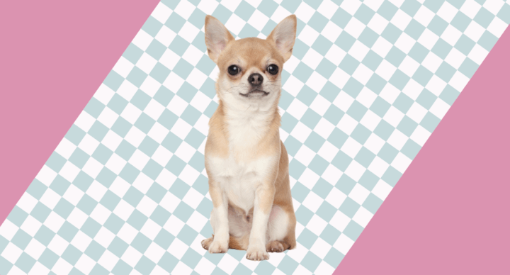chihuahua hond