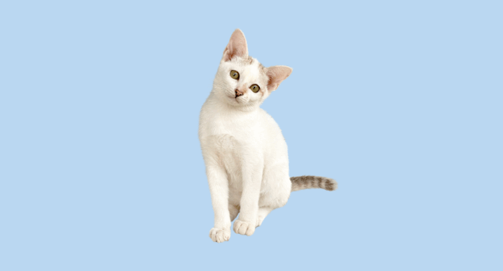 Kat