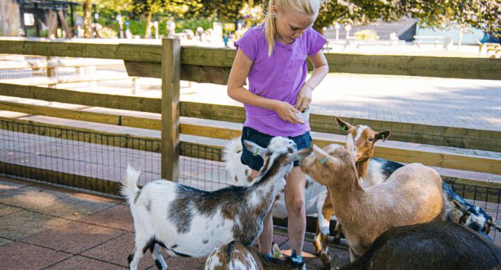 Speelboerderijen
