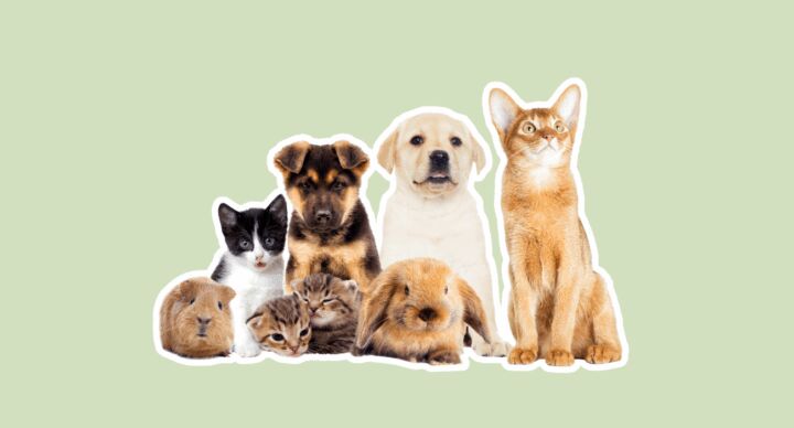 branded nestlé purina huisdieren