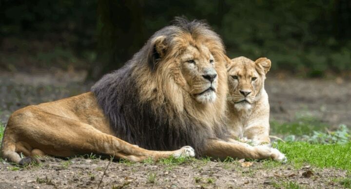 dierentuin kek mama x tripper