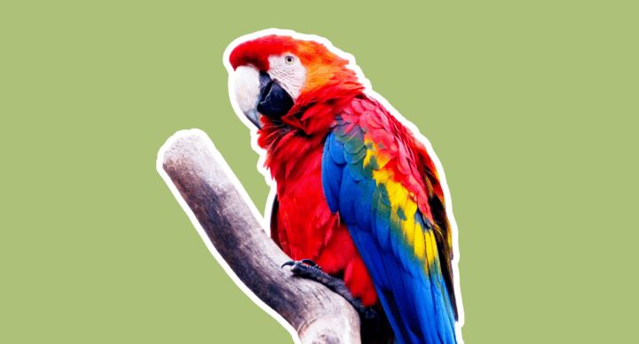dierentuin papegaai