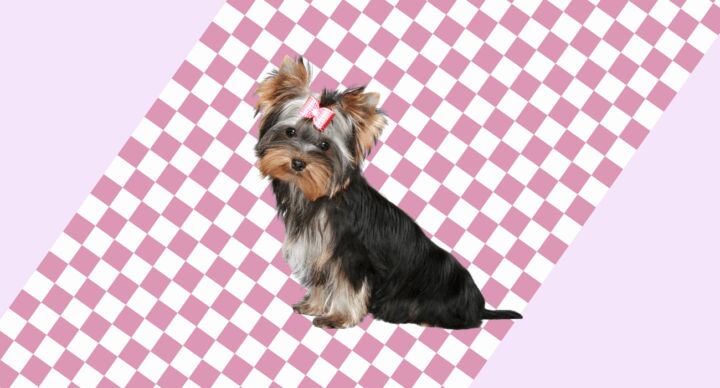 hondje