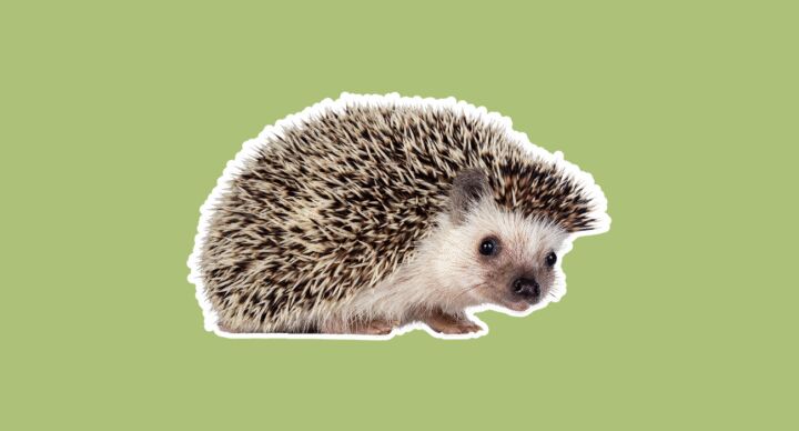 egel