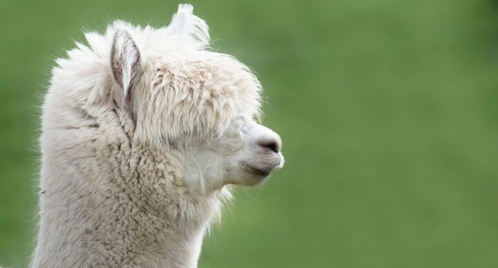 alpacas ezels aaien uitjes kinderen