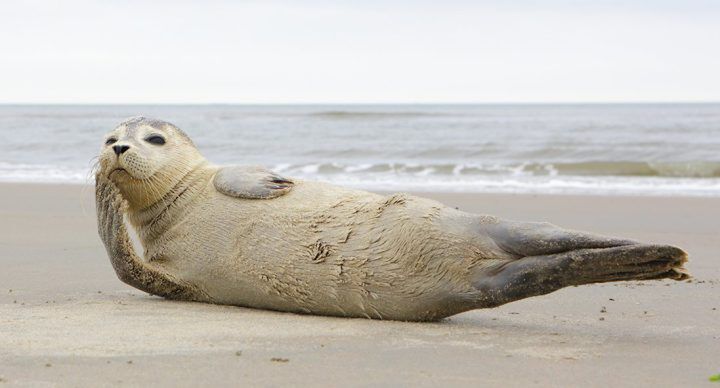 ameland