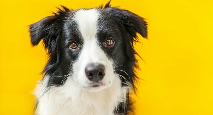 hond ervoor zorgde geen nieuwe baby wil