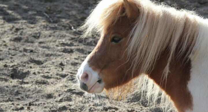 ponyrijden kinderen