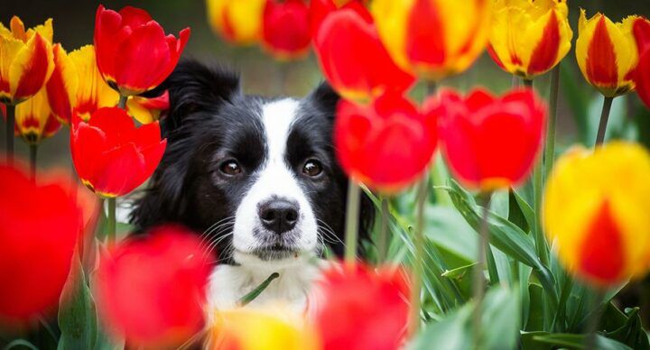 tulpenvelden