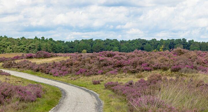 Beeld: Shutterstock