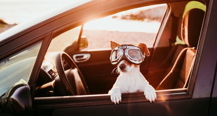 fijnste zonneschermen voor in de auto