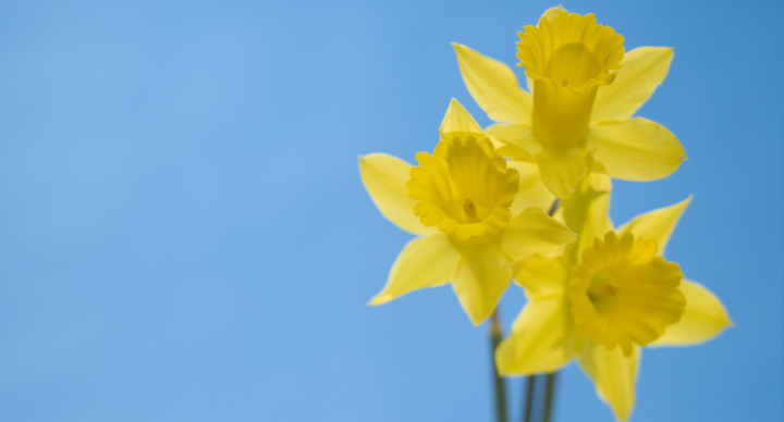 Illustratie bij: Leuk en simpel knutselwerk: narcissen van eierdozen