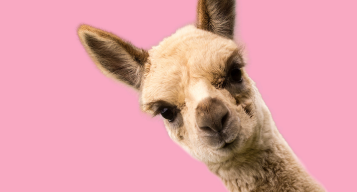 Illustratie bij: Alpaca’s aaien en voeren? Op deze 8 alpacaboerderijen kan het