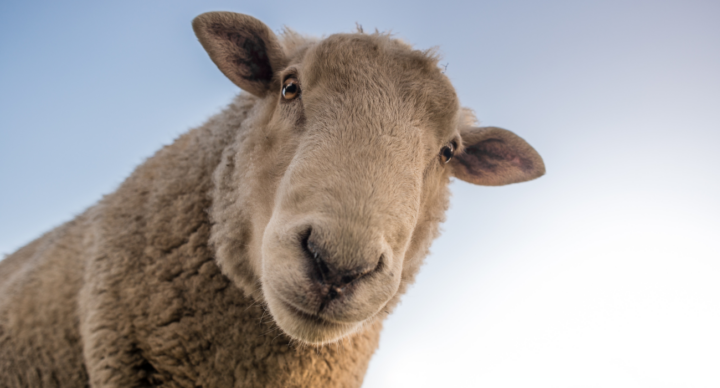 Illustratie bij: Lente in de stad: 10 kinderboerderijen in Rotterdam