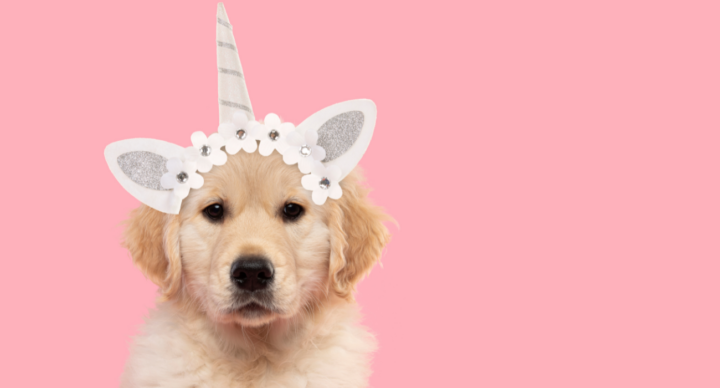 hond puppy verkleed carnaval eenhoornhaarband