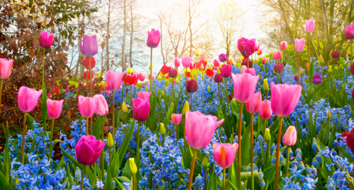 babynamen bloemen