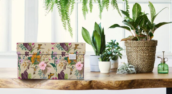 box dutch design brand