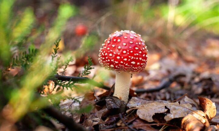 leuke-kabouterpaden-drenthe