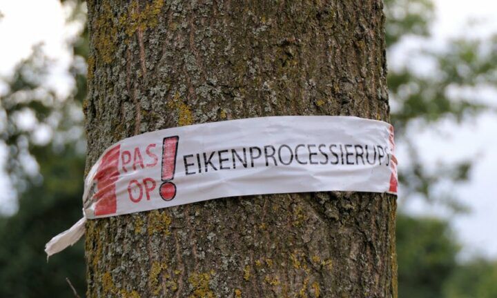 wat_is_de_eikenprocessierups