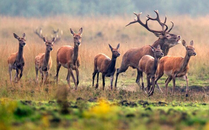 wild-spotten-in-nederland