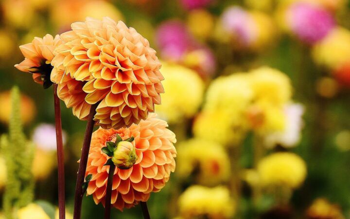 Illustratie bij: Zó maak je je tuin nog mooier