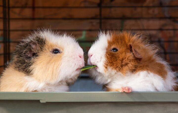 miskoop cavia's