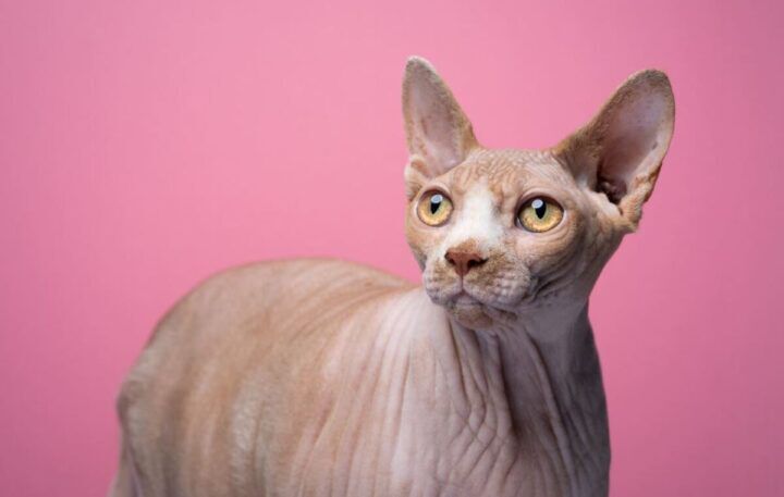 Illustratie bij: Mama heeft een poes: ‘Naaktkatten zijn gek op zonnen, dus smeer ik ze in met factor 50′