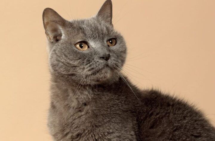 Illustratie bij: Mama heeft een poes: ‘Zing ik een slaapliedje, miauwt ie mee’