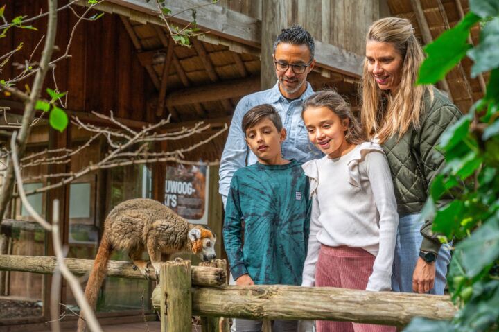 Illustratie bij: Van apen baby’s tot een nieuwe gorillaleider: kom jij ze verwelkomen samen met de kids?