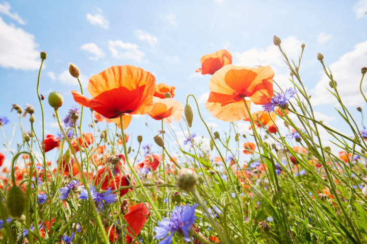 babynamen bloemen