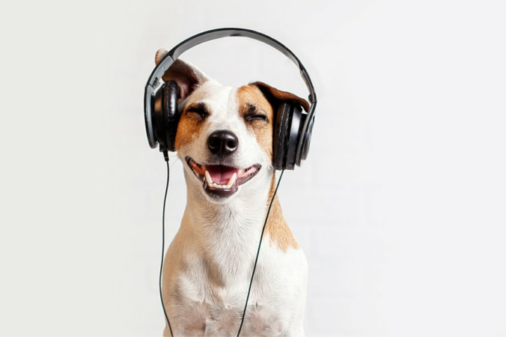 hond koptelefoon
