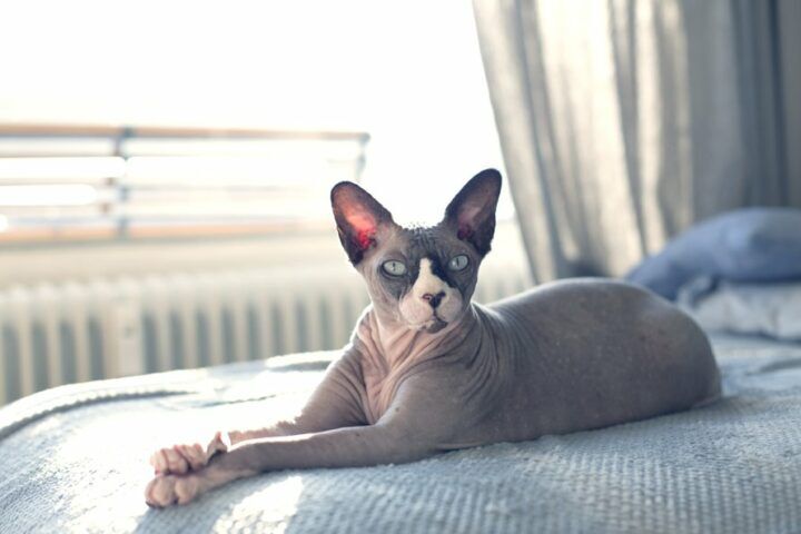 naakt_kat