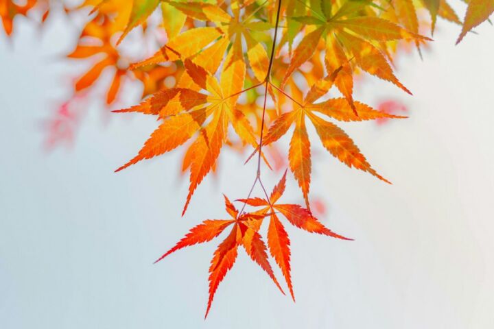 Illustratie bij: Waarom elke moeder blij wordt van een Japanse esdoorn inde tuin