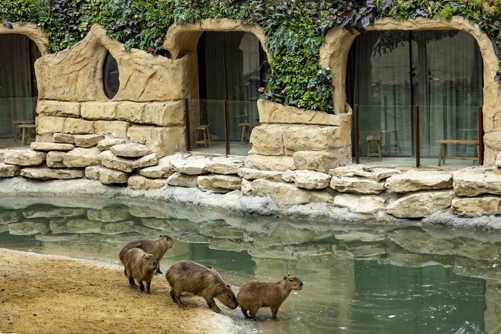 Illustratie bij: Pairi Daiza heeft er een nieuwe wereld bij: ‘Edenya overtrof al mijn verwachtingen’