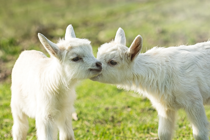 leukste kinderboerderijen nederland