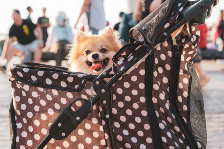 Illustratie bij: Buggy kopen? Dít zijn handige modellen