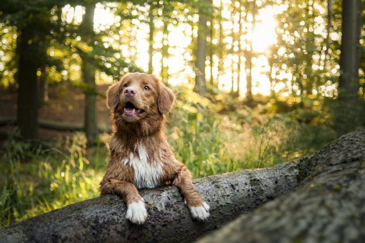 Illustratie bij: 5x heerlijke wandelroutes met je hond