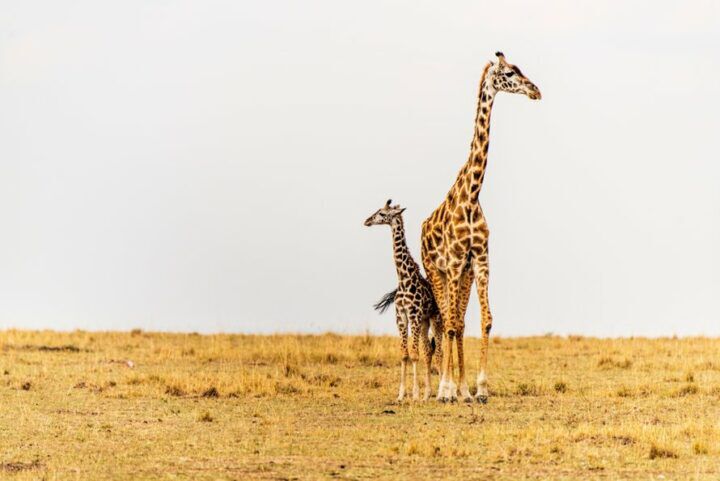 hechting-met-baby