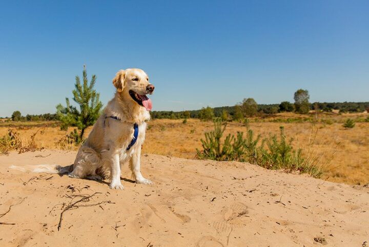 Beeld: Shutterstock