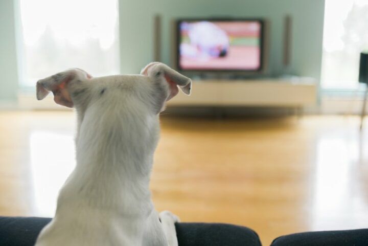 hond_kijkt_kinderseries_op_videoland